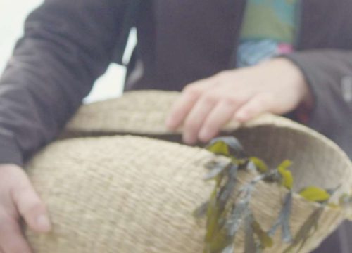 A person engaged in seaweed foraging along the Copper Coast holds a woven basket filled with green leaves. The basket, slightly tilted, contrasts with their dark clothing, drawing focus to the bounty within.