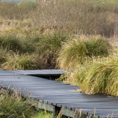 A narrow wooden boardwalk curves gently through the grassy Fenor Bog wetland, surrounded by tall green and yellow grasses under a partly cloudy sky on the scenic Copper Coast.