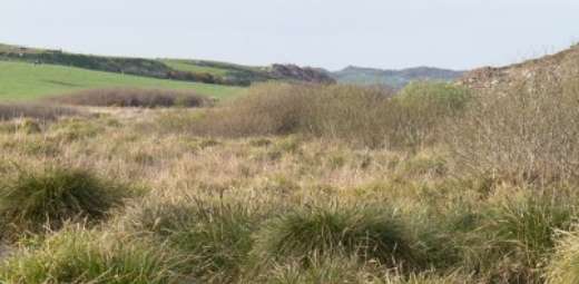 A scenic view of a grassy field dotted with tall green and brown grass patches stretches out peacefully. In the background, the rolling hills of Fenor Bog under a cloudy sky add to the natural serenity, embodying the tranquil beauty of Copper Coast's untouched landscapes.