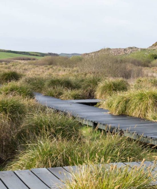 A wooden boardwalk curves through the Fenor Bog's grassy marshland under an overcast sky. Lush green vegetation surrounds the path, with rolling hills of the Copper Coast visible in the background.