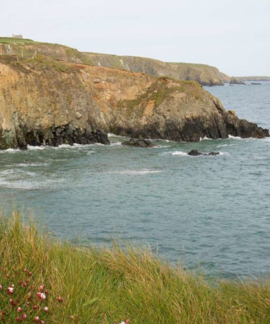 The coastal landscape of Knockmahon Cove features rugged cliffs and a calm sea. Grass and small pink flowers adorn the foreground, while the cliffs extend towards the horizon under a clear sky.